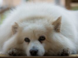 Come capire quando il cane sente dolore? Come lo esprime? capire quando il cane sente dolore