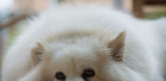 capire quando il cane sente dolore