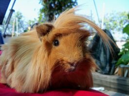 Cavia peruviana a pelo lungo: origine, curiosità e carattere cavia peruviana pelo lungo