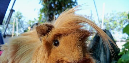cavia peruviana pelo lungo