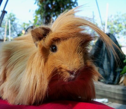 cavia peruviana pelo lungo