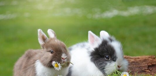 🐰Perché il coniglio batte i piedi sul pavimento? Scopriamolo coniglio batte i piedi