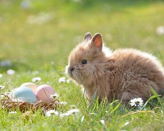 denti del coniglio nano