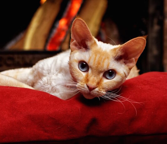 devon rex gatto