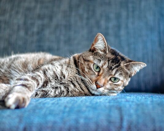 fusa del gatto cosa sono