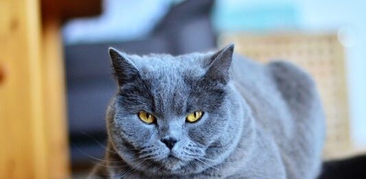 Il gatto del vicino entra nel mio giardino: cosa dice la legge? gatto certosino