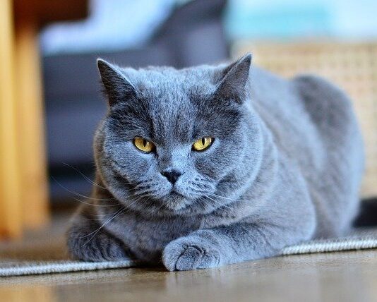 Il gatto del vicino entra nel mio giardino: cosa dice la legge? gatto certosino