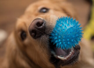 giocare con il cane