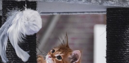 gioco per un cucciolo di gatto