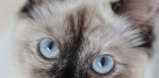mastocitoma gatto