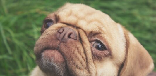 mimica facciale del cane