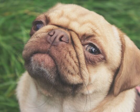 mimica facciale del cane