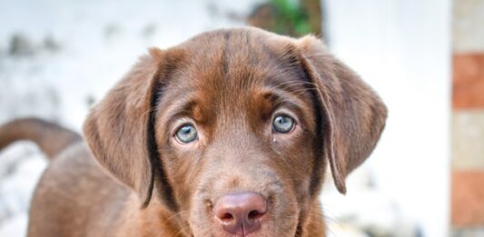 quando adottare un cucciolo