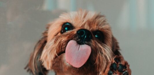 quanta-carne-dare-al-cane-alimentazione-del-cane