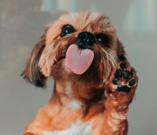 quanta-carne-dare-al-cane-alimentazione-del-cane