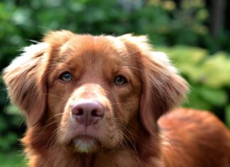 spazzolare il cane