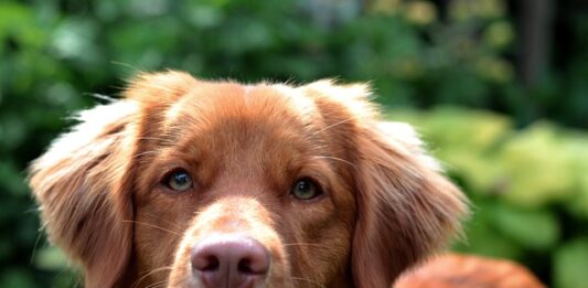 Spazzolare il cane, ecco alcuni pratici consigli da sapere! spazzolare il cane