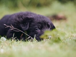 svezzamento del cucciolo
