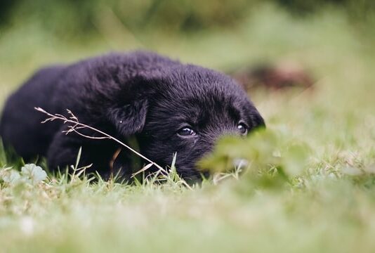 Svezzamento del cucciolo: ecco qual è l’alimento corretto svezzamento del cucciolo