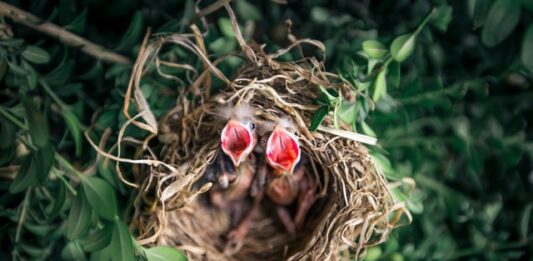 uccellino caduto dal nido