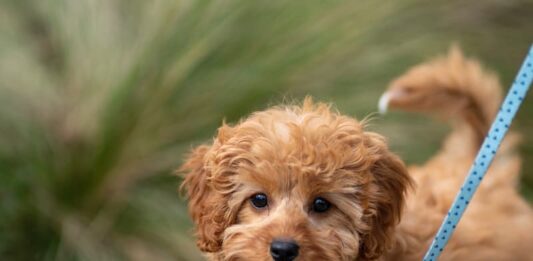 abituare-il-cane-al-guinzaglio