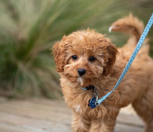 abituare-il-cane-al-guinzaglio