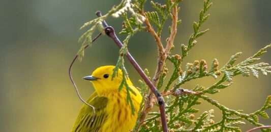 Anestesia, è pericolosa per gli uccelli? Ecco cosa c’è da sapere anestesia-negli-uccelli