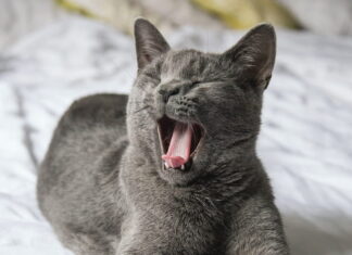 animali cambiano espressione facciale per il dolore