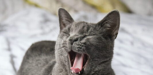 animali cambiano espressione facciale per il dolore