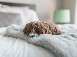 animali sono in grado di percepire il dolore