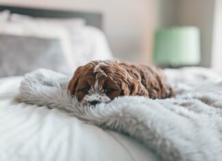 animali sono in grado di percepire il dolore