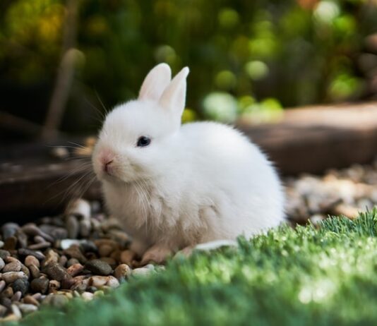 Antiparassitari per coniglio: ecco tre cose da sapere antiparassitari per coniglio