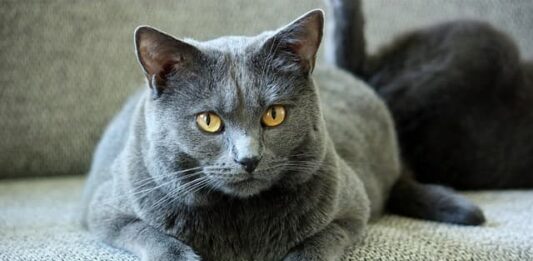 Antiparassitari per il gatto: ecco cinque cose da sapere antiparassitari-per-il-gatto