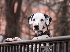 Il ritorno del cane Dalmata con il film Disney “Crudelia” cane dalmata