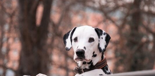 Il ritorno del cane Dalmata con il film Disney “Crudelia” cane dalmata