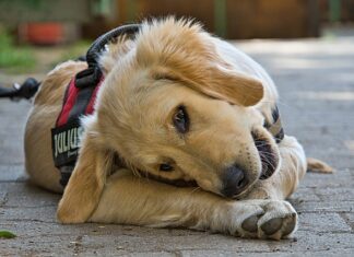 cane guida per ciechi