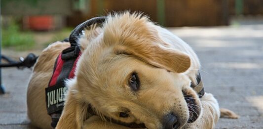 cane guida per ciechi