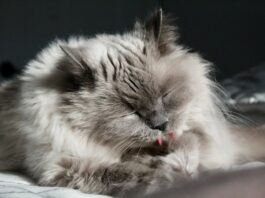 Cassetta igienica per il gatto: dove posizionarla in casa cassetta-igienica-per-il-gatto-dove-posizionarla-in-casa