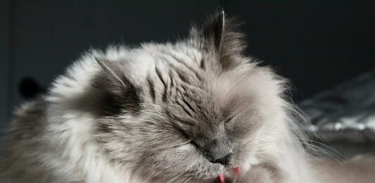 cassetta-igienica-per-il-gatto-dove-posizionarla-in-casa