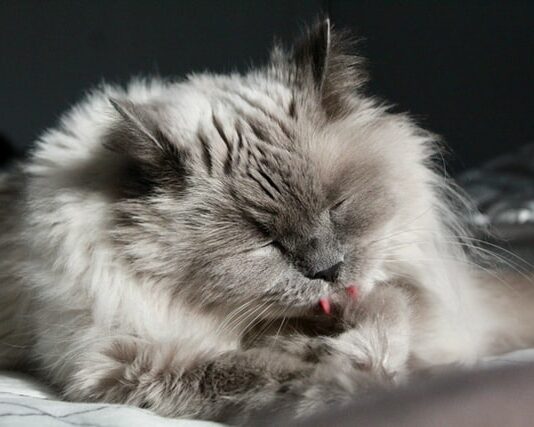 cassetta-igienica-per-il-gatto-dove-posizionarla-in-casa