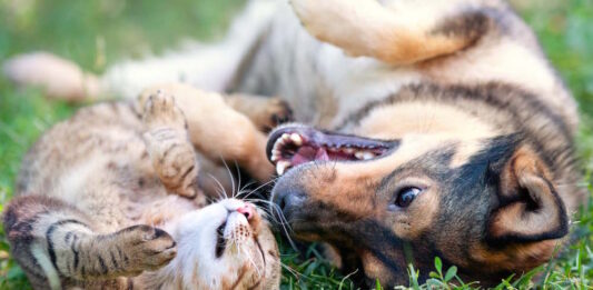 coccidi cane gatto