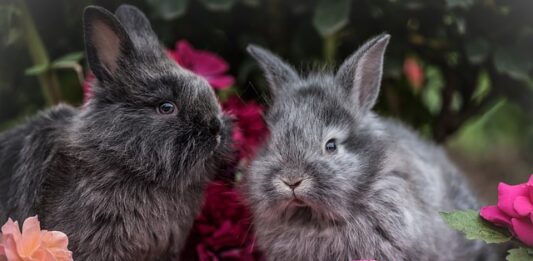 colpo di calore coniglio