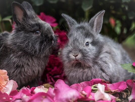 colpo di calore coniglio