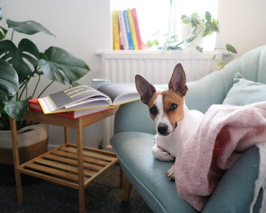 come riabituare il cane alla routine
