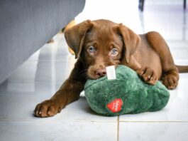 come-viene-vista-dal-cane-la-mascherina