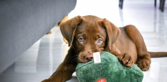 come-viene-vista-dal-cane-la-mascherina