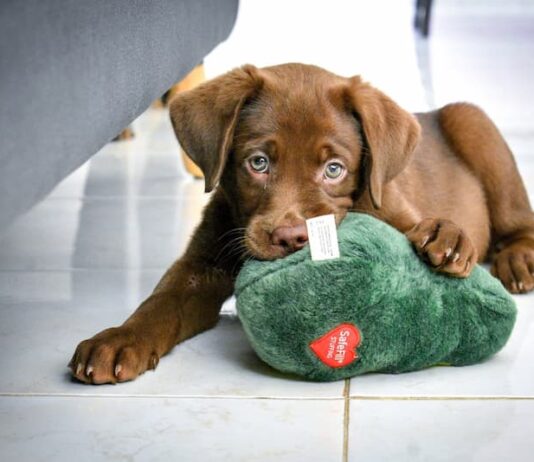 Come viene vista dal cane la mascherina indossata dal proprietario? come-viene-vista-dal-cane-la-mascherina