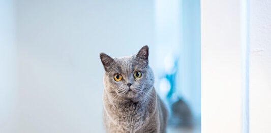 comportamento del gatto