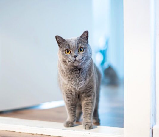 Comportamento del gatto: ecco tre curiosità da sapere comportamento del gatto