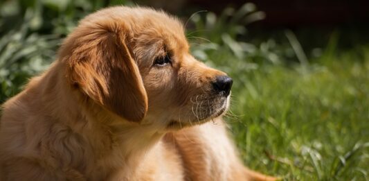 diarrea nel cane